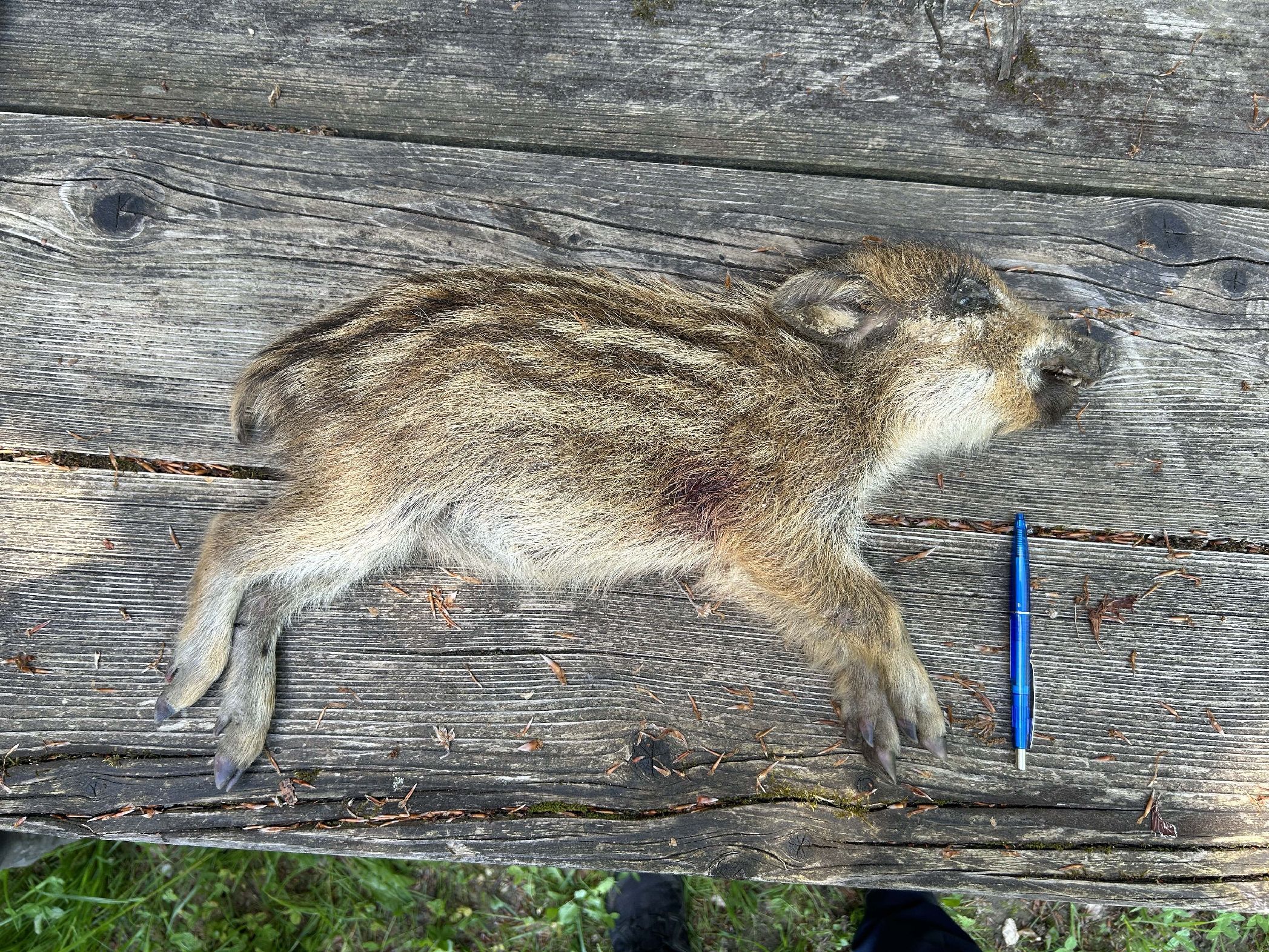 Wildschwein in Lengnau getötet