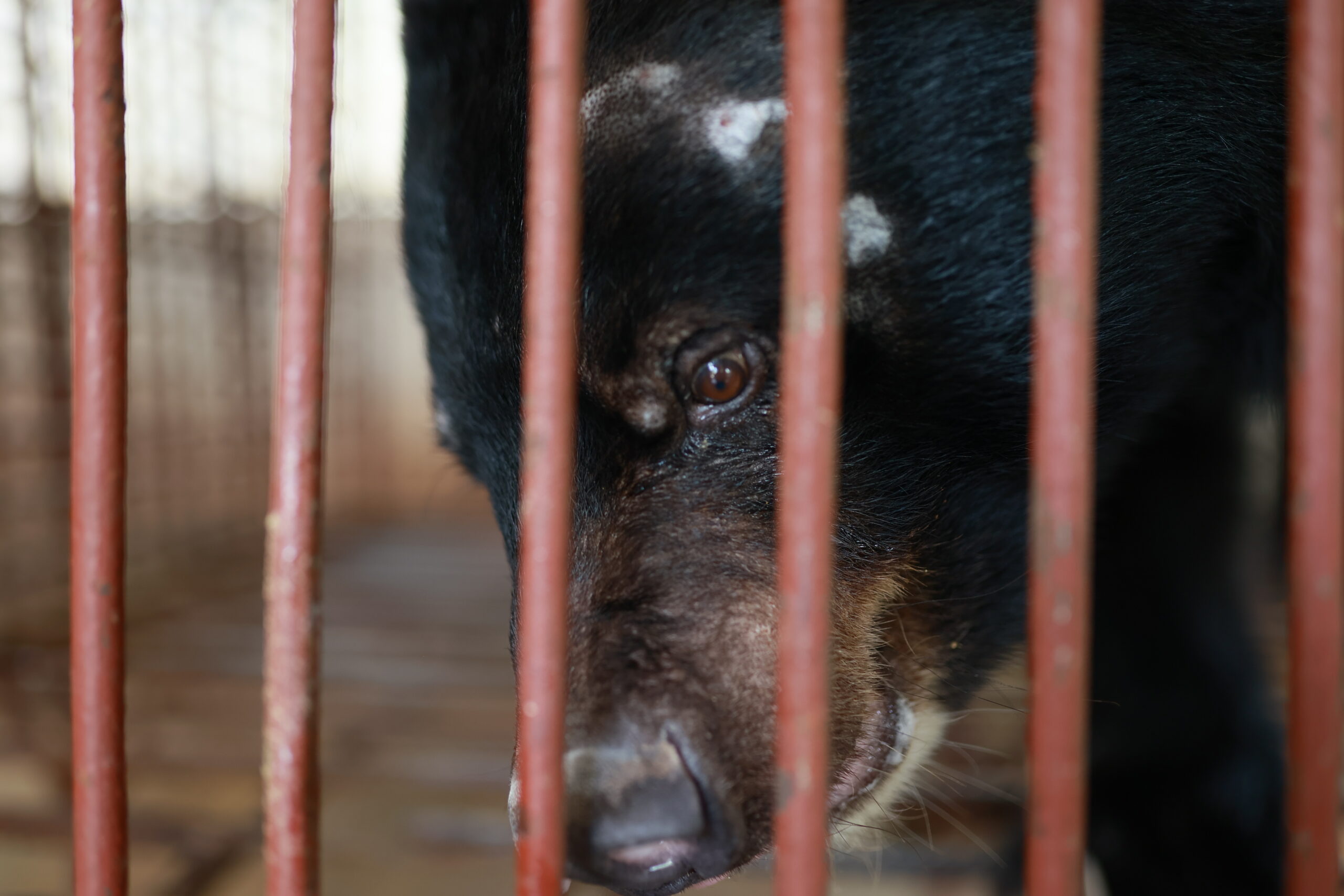 Vietnam - VIER PFOTEN rettet den letzten Bären einer Bärenfarm