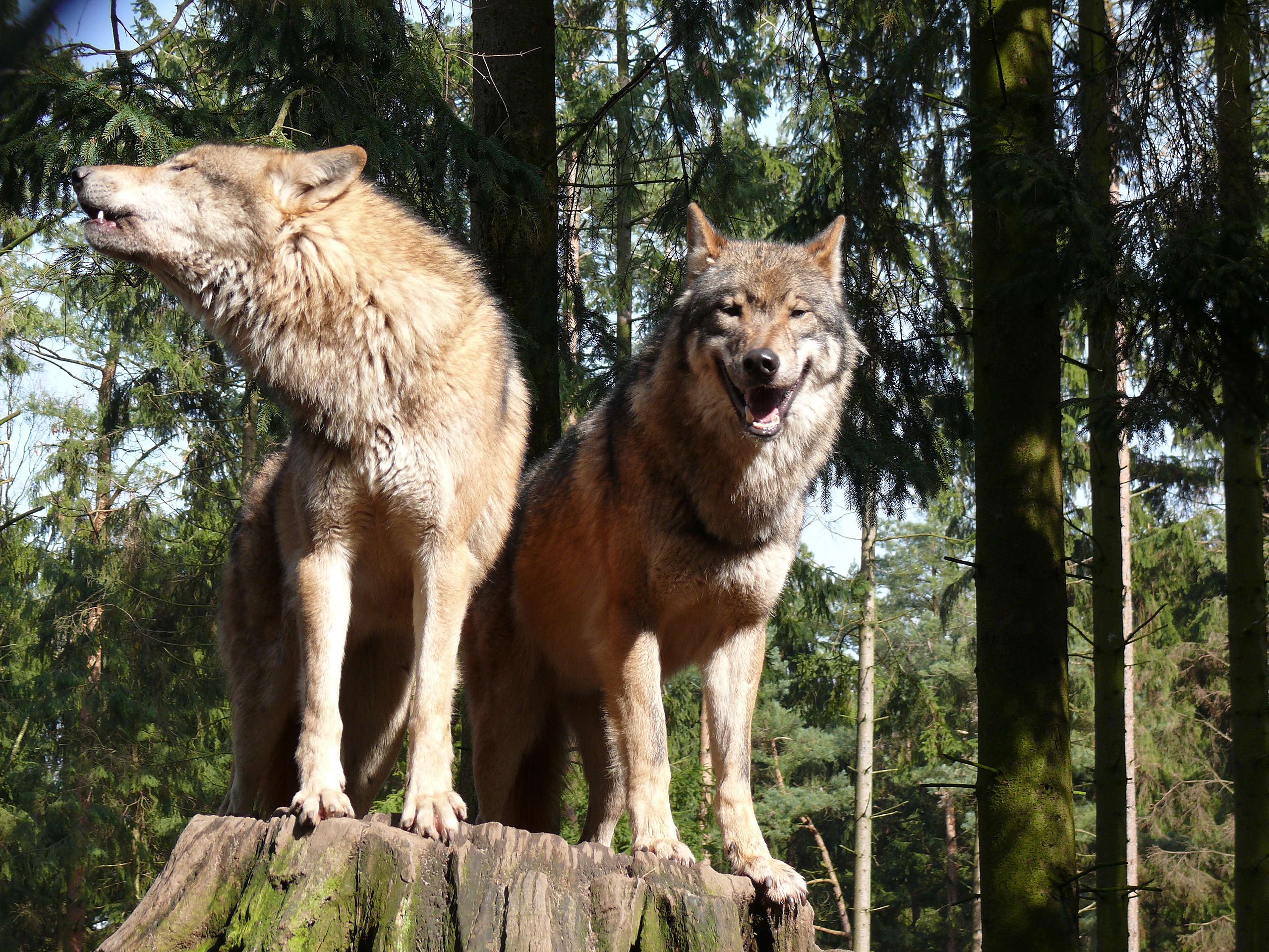 Ein Wolfspaar auf einem Baumstumpf