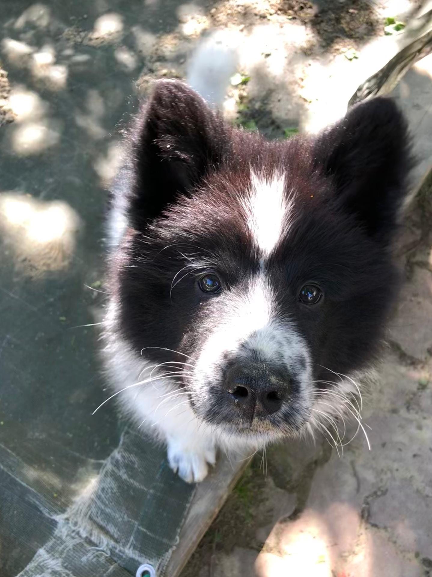 Junger Elo Hund in schwarz/weiss