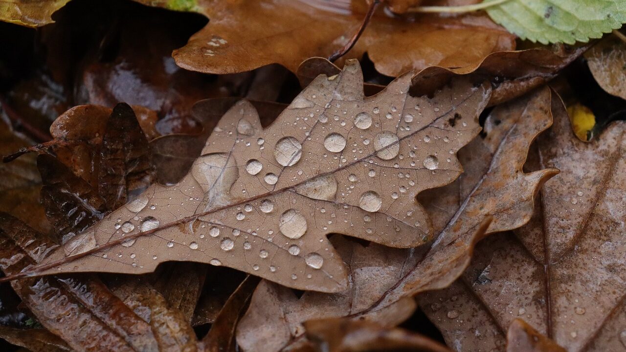 Wetter am 18. Oktober 2024 – Regen und Wolken, später Aufhellungen