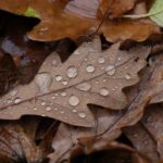 Wetter am 18. Oktober 2024 – Regen und Wolken, später Aufhellungen