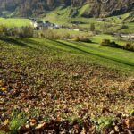 Nebelschwaden und Sonnenschein – herbstliches Spiel im Schweizer Mittelland