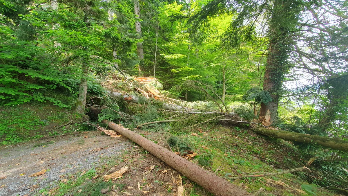 Unterägeri ZG: Felssturz oberhalb des Seewegs – Sperrung bleibt bestehen