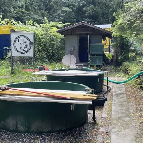 Malans GR: Fischsterben nach Sabotage an Baustelle – Zeugen gesucht