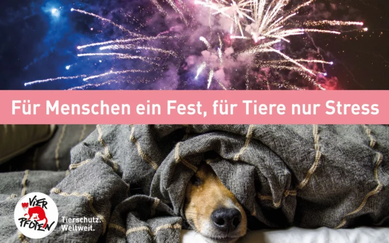 1. August-Feuerwerk: Für viele Tiere der blanke Horror