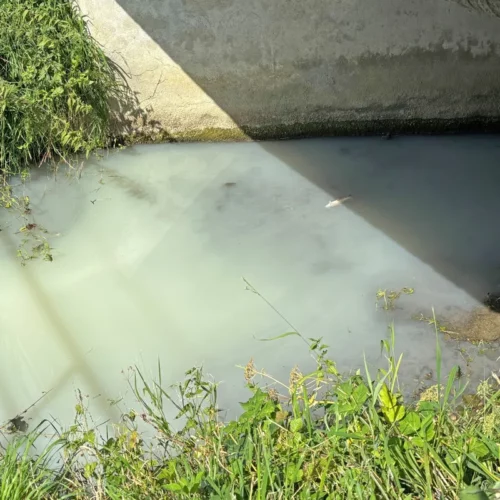 Gift im Bach: Was das Fischsterben in Erlen TG auslöste