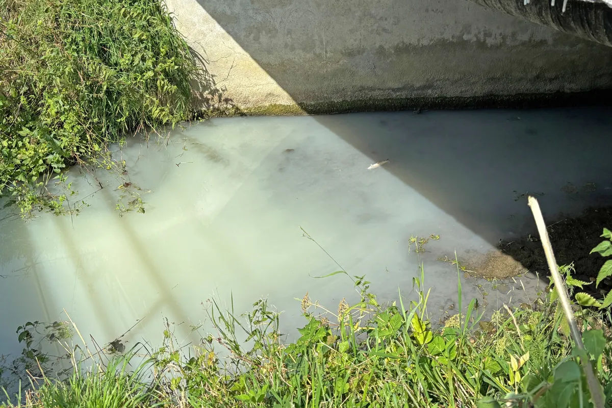 Milchig-weisses, verschmutztes Bachwasser mit totem Fisch unter einer Brücke in Erlen