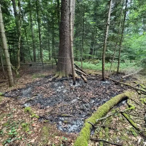 Mottbrand im Leimatwald bei Hefenhofen TG: Zwei Tatverdächtige ermittelt