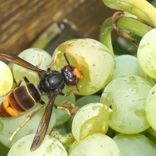 Asiatische Hornisse in Zug entdeckt: Gefahr für Bienen wächst
