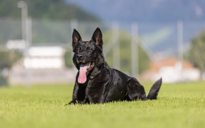 Polizeihund „Dodge“ spürt zwei Täter in einer Nacht auf
