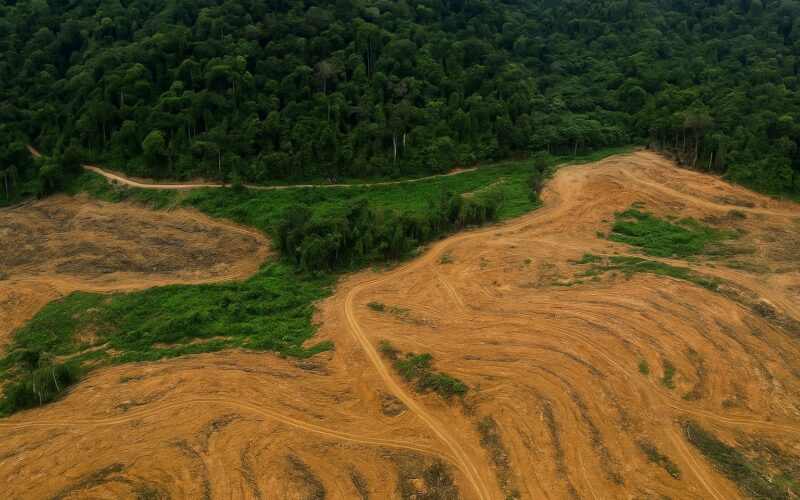Ulu Belaga: Indigene in Sarawak wehren sich gegen Palmöl-Rodungen