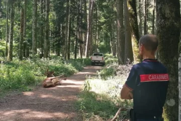 Hirsch kracht durchs Dach: Rettung aus Restaurantküche
