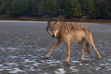 Glarus beantragt Abschuss von Wolfswelpen – drei Rudel betroffen