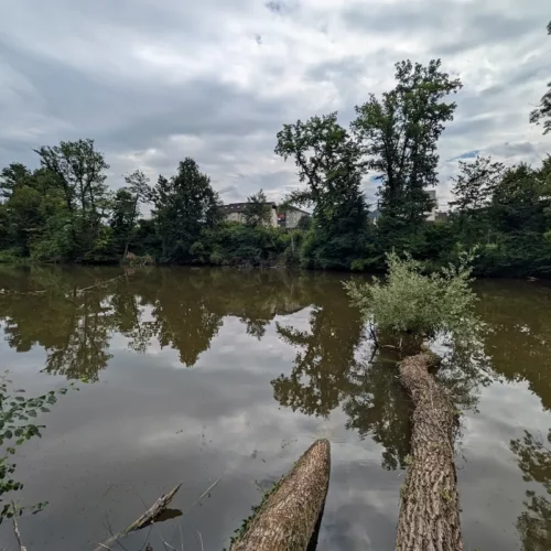 Rotkreuz ZG: Binzmüliweiher wird ökologisch aufgewertet