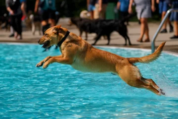 Hundeschwimmen in Baden AG: Terrassenbad wird zur Hundeoase