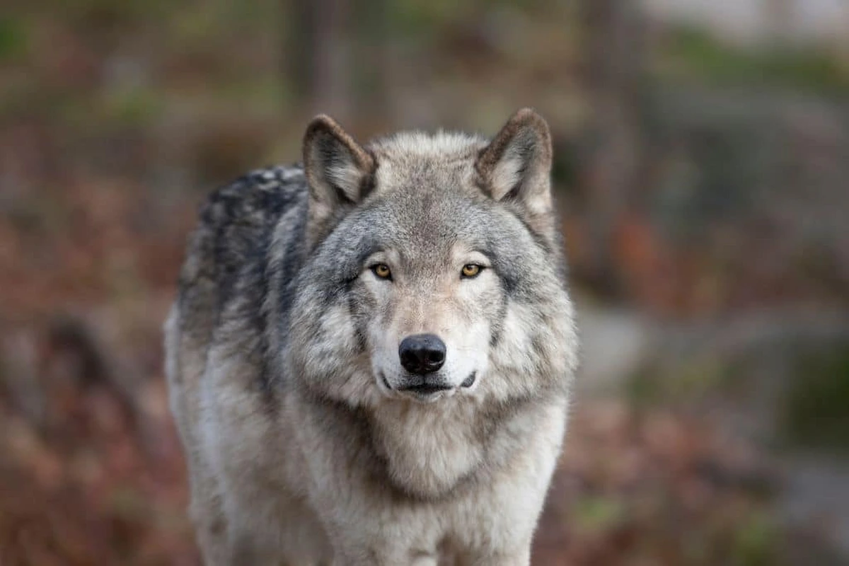 Grauer Wolf blickt direkt in die Kamera in alpiner Landschaft