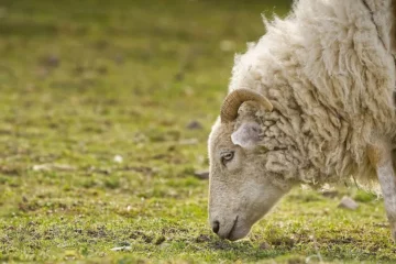 Wolfsrisse: Glarner Regierung plant neue Entschädigungen